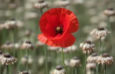 Illustration deadly - Image 1