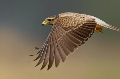 Illustration flexure - Image 1