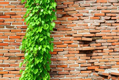 Illustration improved - Image 1