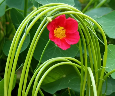 Illustration rib - Image 1