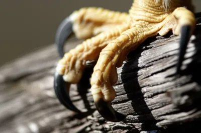 Illustration claw - Image 1