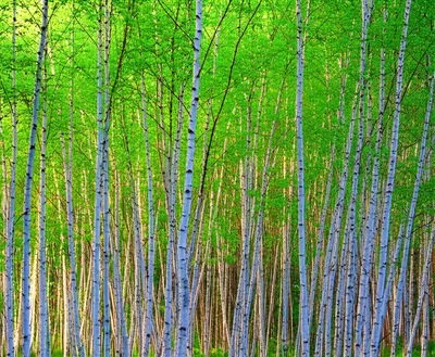 Illustration stand - Image 1