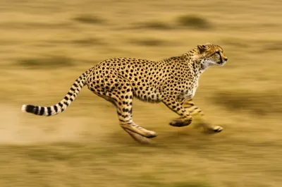 Illustration paces - Image 1