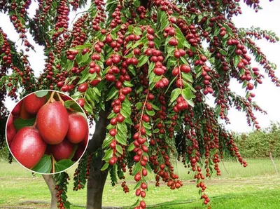 Illustration jujubes - Image 1