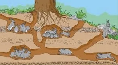 Illustration warren - Image 2