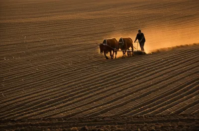 Illustration plough - Image 1