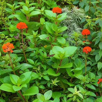 Illustration lush - Image 1