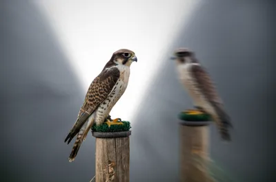 Illustration jesses - Image 1