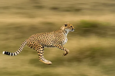 Illustration lick - Image 1