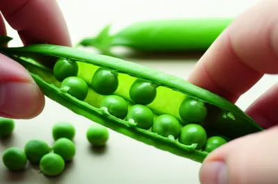 Illustration podded - Image 1