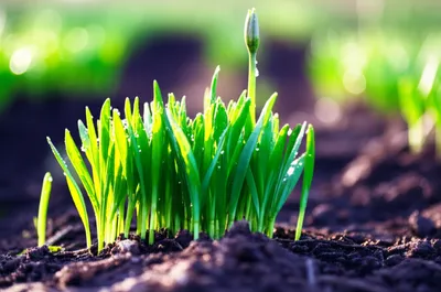 Illustration germinal - Image 1