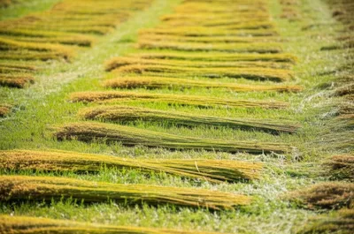 Illustration grassed - Image 1