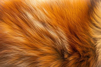 Illustration fox - Image 1