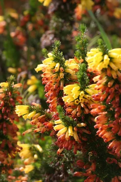 Illustration erica - Image 2