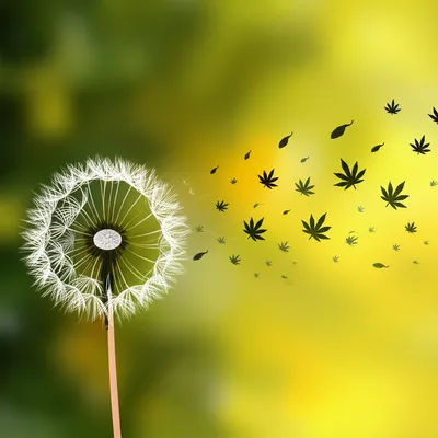 Illustration blows - Image 1