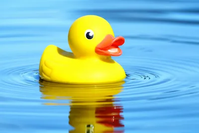 Illustration quacks - Image 1