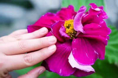 Illustration palliates - Image 1