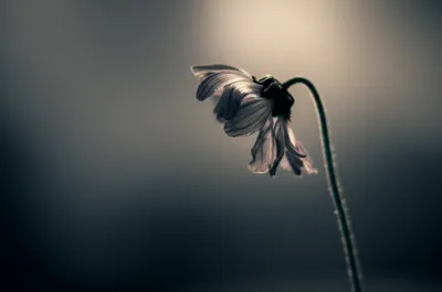 Illustration sorry - Image 1