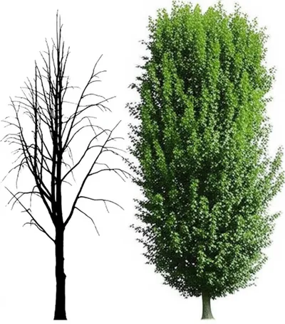 Illustration castration - Image 1