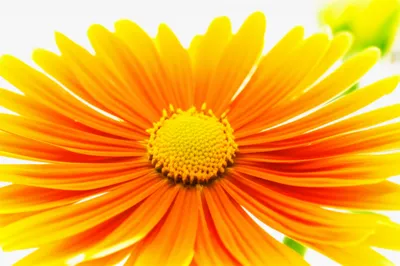 Illustration bloomers - Image 1