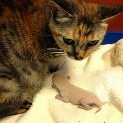 Hình ảnh minh họa slinking - Ảnh 1