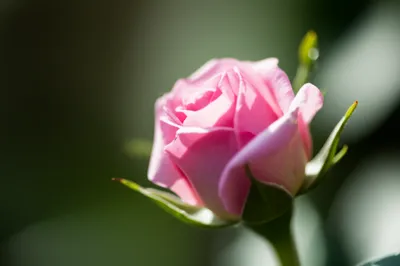 Illustration distill - Image 1