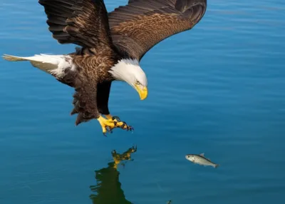 Illustration swooping - Image 1