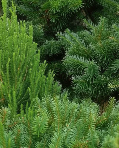 Illustration yew - Image 2