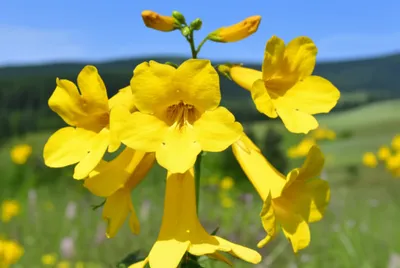 Illustration daffodils