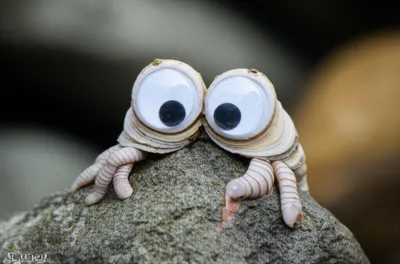 Illustration barnacle - Image 1