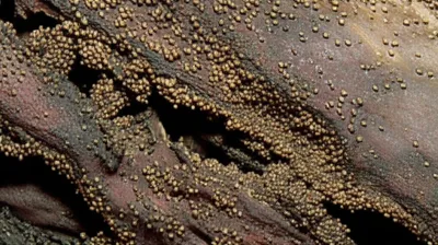 Illustration blow - Image 1