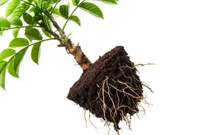 Illustration forced - Image 1