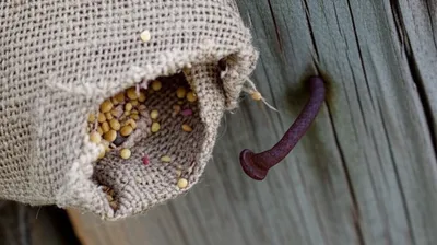 Illustration snag - Image 1