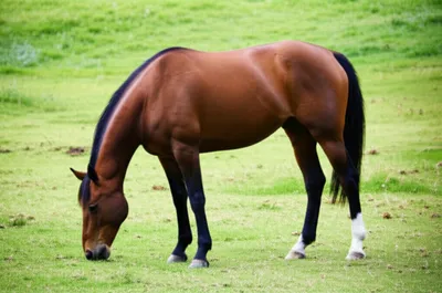 Illustration gelding - Image 1