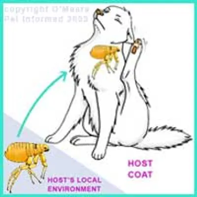 Illustration host - Image 2