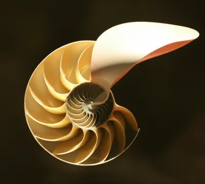 Illustration involute - Image 1