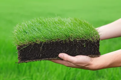 Illustration flag - Image 1