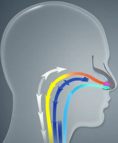 Illustration nasal - Image 1
