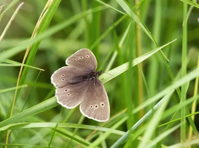 Illustration ringlets - Image 2