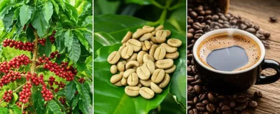 Illustration robusta - Image 1