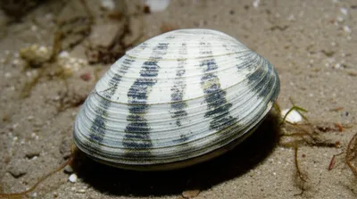 Illustration hen - Image 1