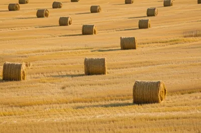 Illustration hutted - Image 1