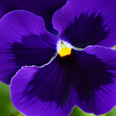 Illustration pansy - Image 1