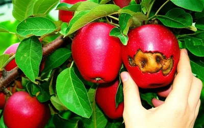 Illustration mistaking - Image 1