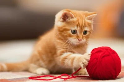 Illustration paw - Image 1