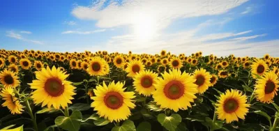 Illustration sunniest - Image 1