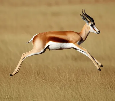Illustration springbok