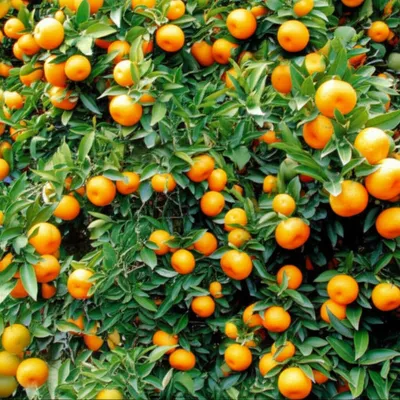 Illustration tangerine - Image 1