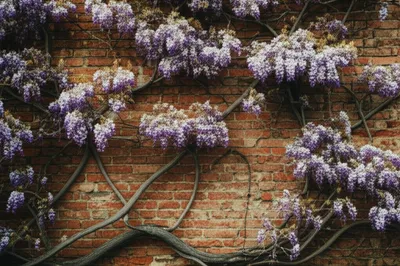 Illustration parasite - Image 1