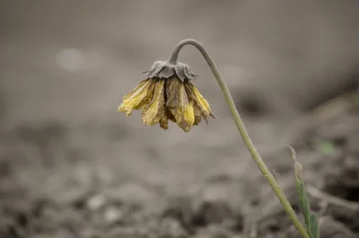 Illustration pines - Image 1